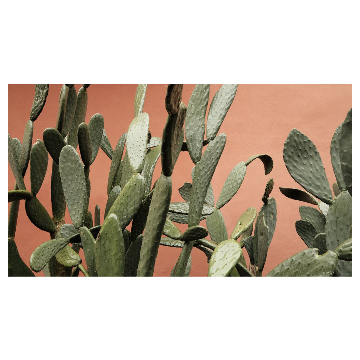 Cacti and Terracotta Print